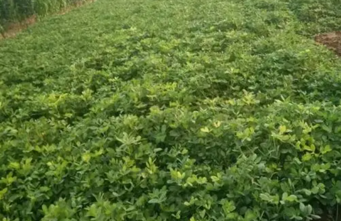 立秋后还能种花生吗