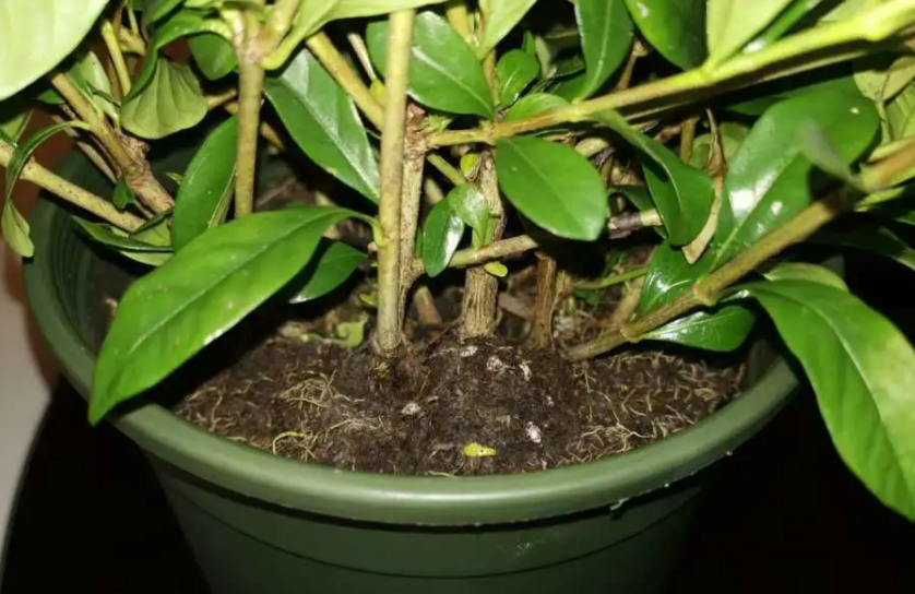 冬天可以给花换盆换土吗