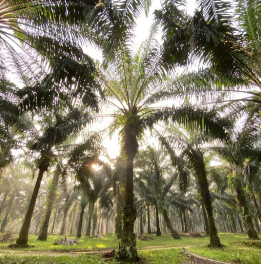 庭院南边栽什么树好
