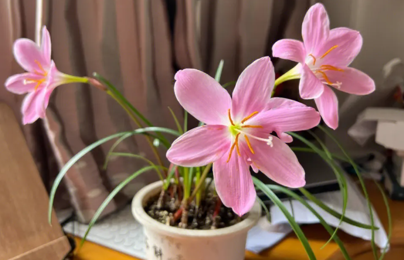 风雨兰开花了是吉兆吗