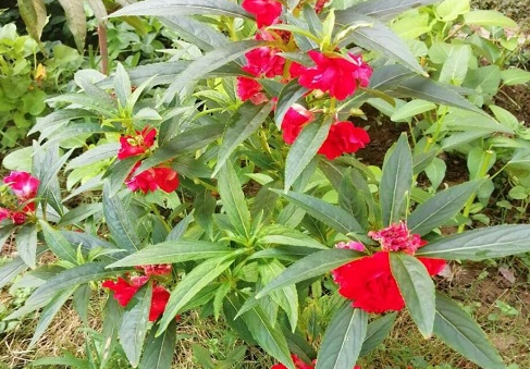 指甲花的花期是多久