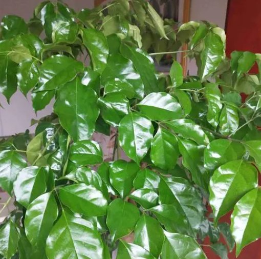 幸福树落叶严重怎么办