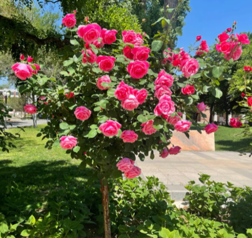 什么树状月季好看