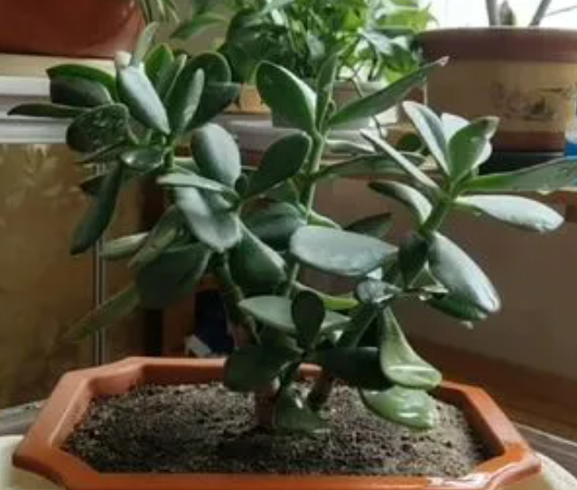 玉树什么时候浇水最好