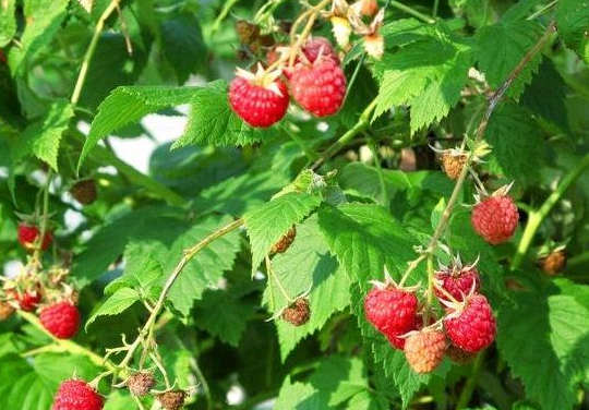 树莓是一年生还是多年生
