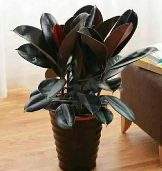 橡皮树花盆多高合适