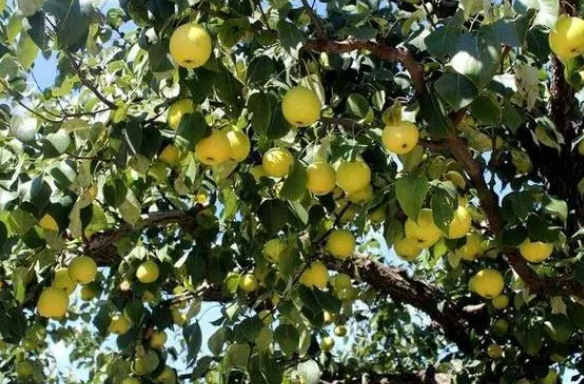 梨树几月份种好