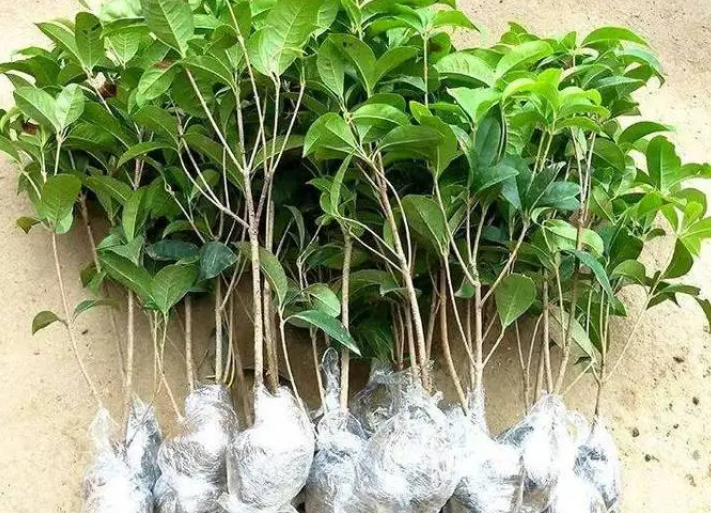 桂花树幼苗期如何施肥