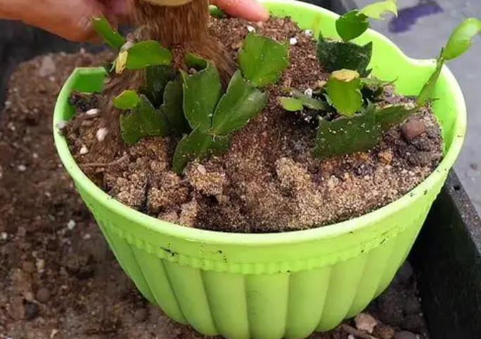 给花换土后要浇水吗