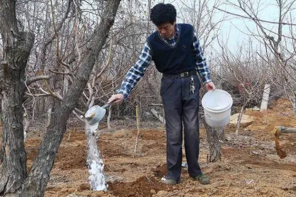 果树追什么肥最好
