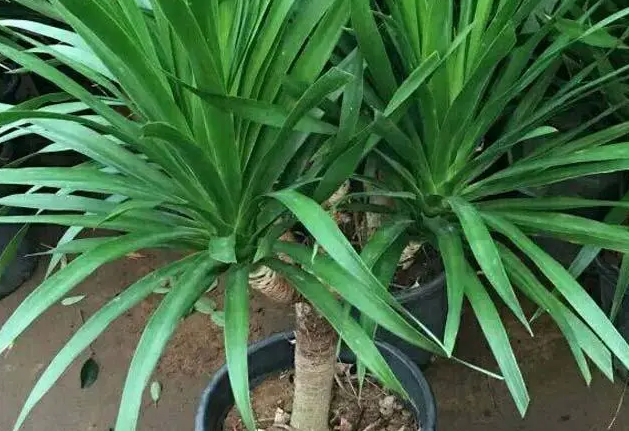 龙铁树叶子低垂怎么办