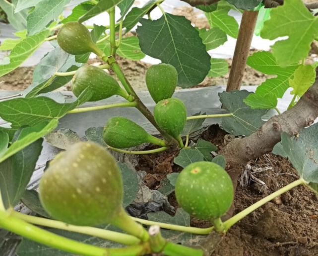 青皮无花果如何判断是否成熟