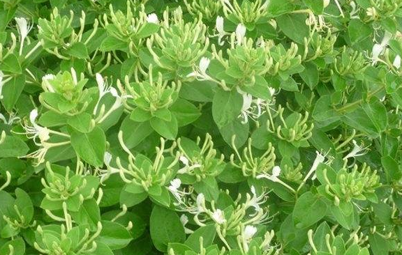 种金银花施什么复合肥最好