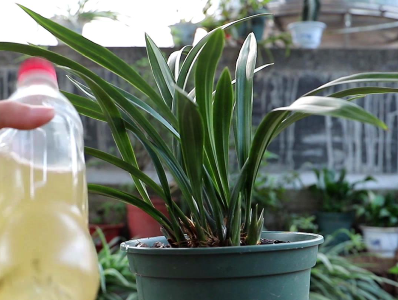 兰花盆栽种植步骤