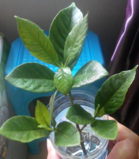 什么时候扦插栀子花成活率高