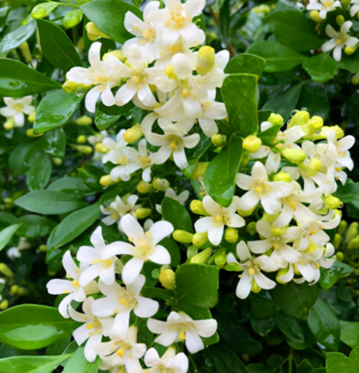 九里香多长时间开花