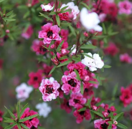 松红梅一年开几次花