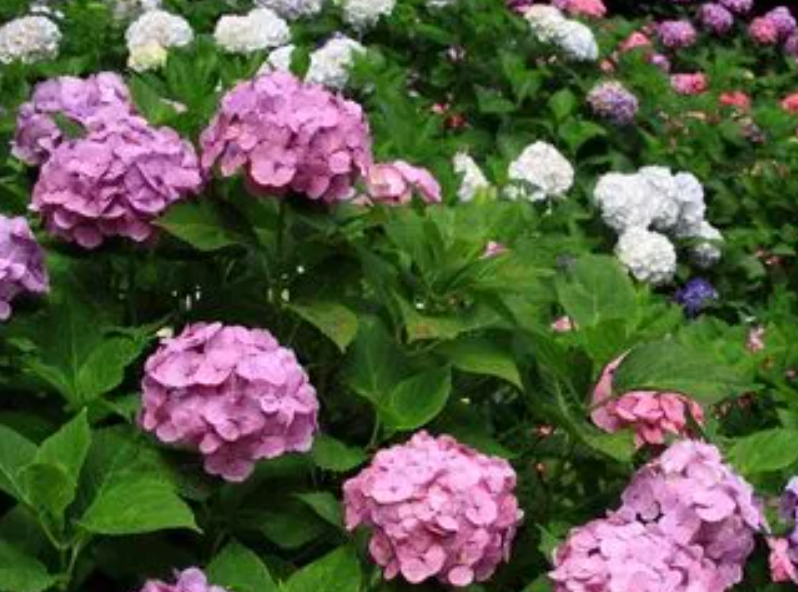 绣球花的颜色怎么控制