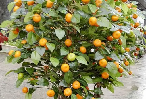 观赏橘子树的养殖方法
