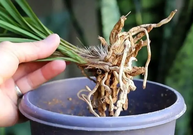 烂根兰花催根办法