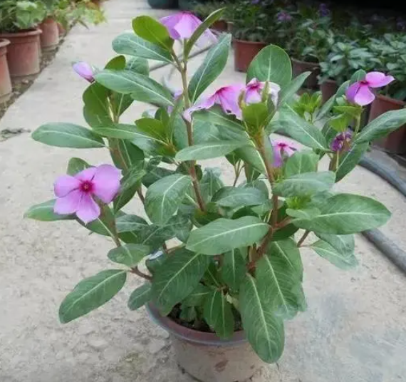 长春花老了怎么修剪