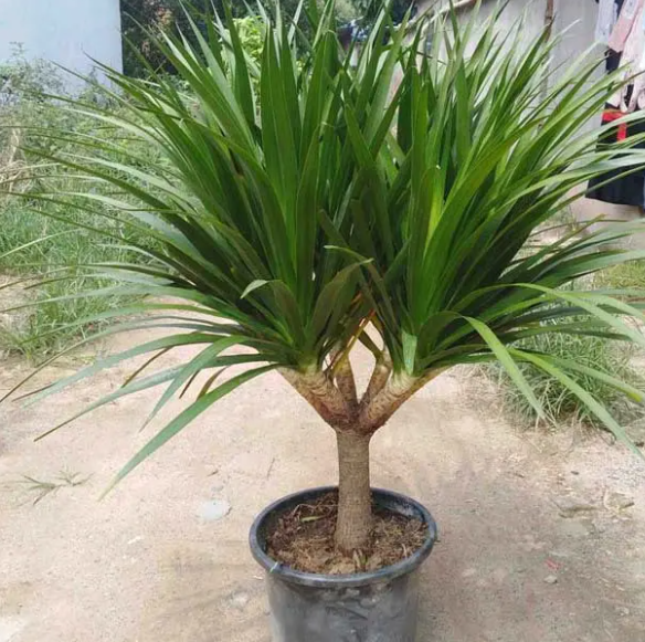 龙血树怎样单头变多头