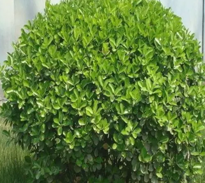 冬青树可以种在家里吗