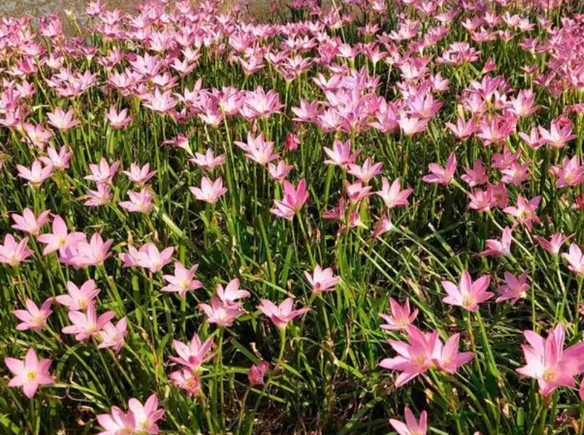 林下花卉的品种