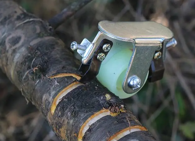 荔枝树环割用什么东西