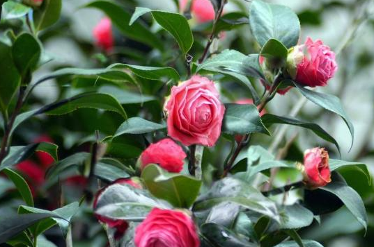 茶花和山茶花的区别