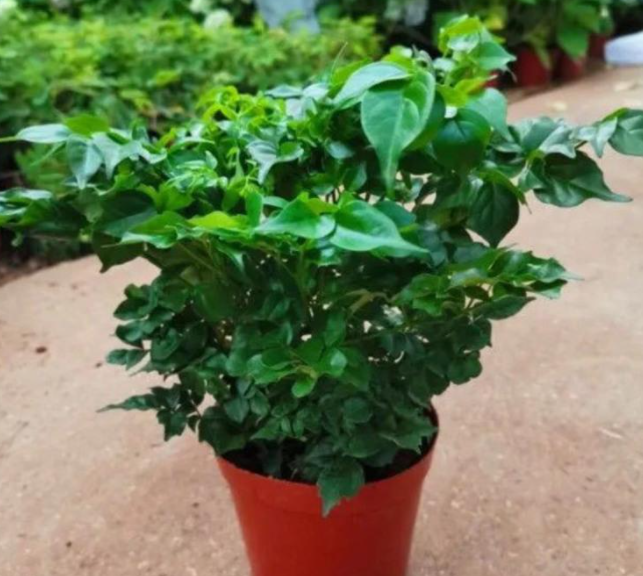 什么肥料适合所有的花卉盆景