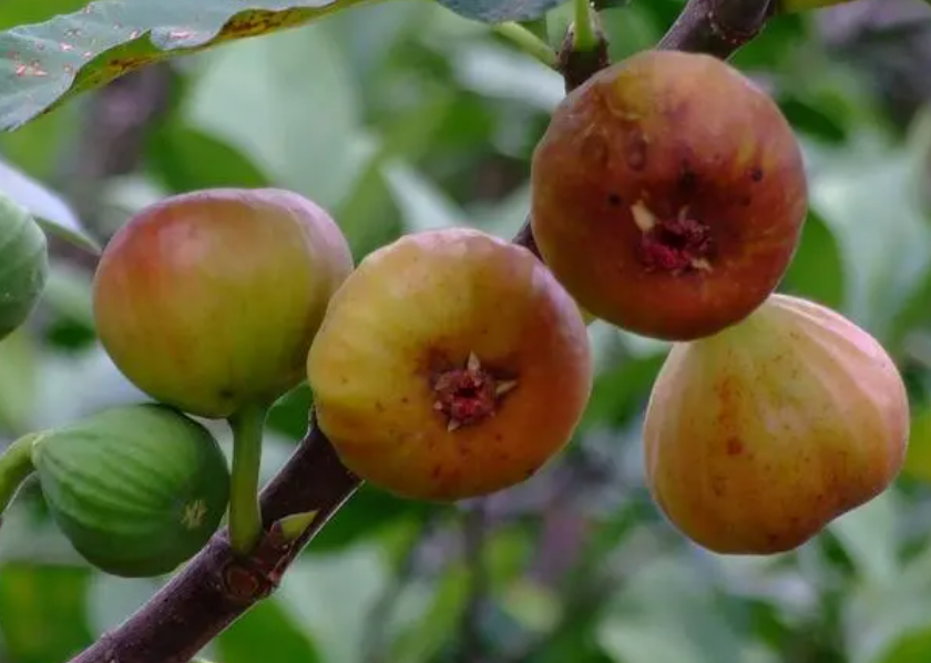 无花果在安琥可以种吗