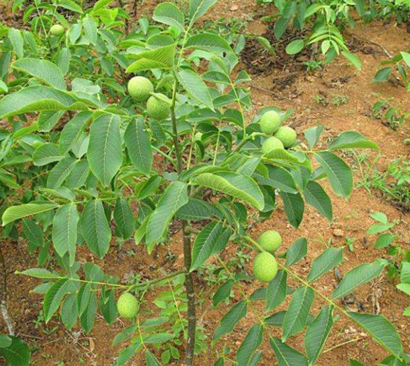 核桃树什么时候移栽成活率高