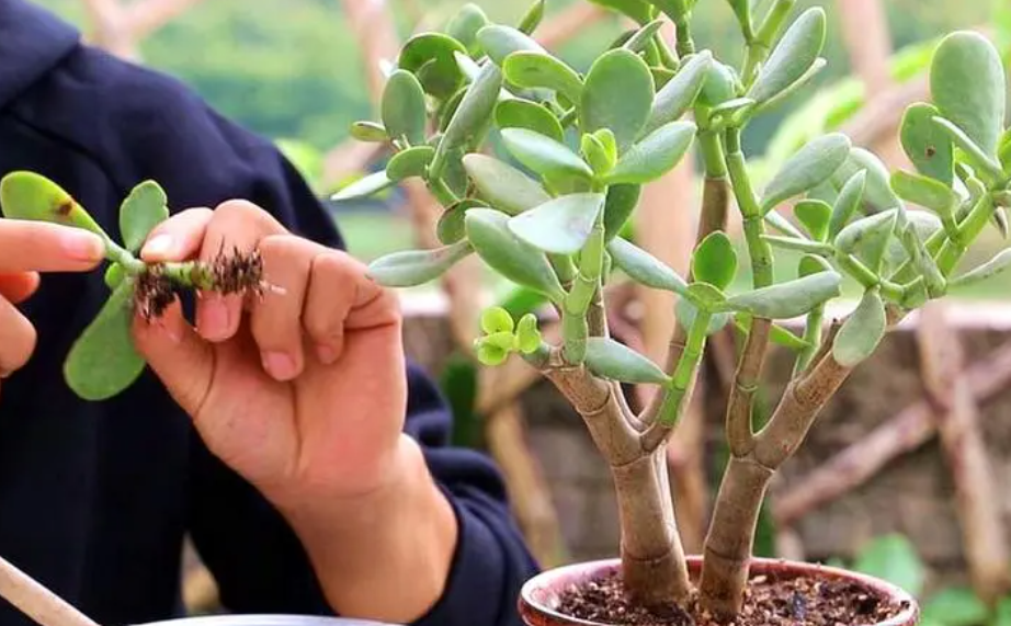 玉树杆扦插快生根