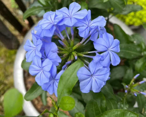 蓝雪花几月开花