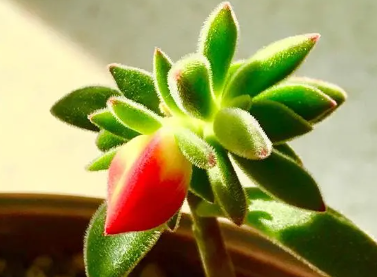 锦晃星开花后从哪里剪