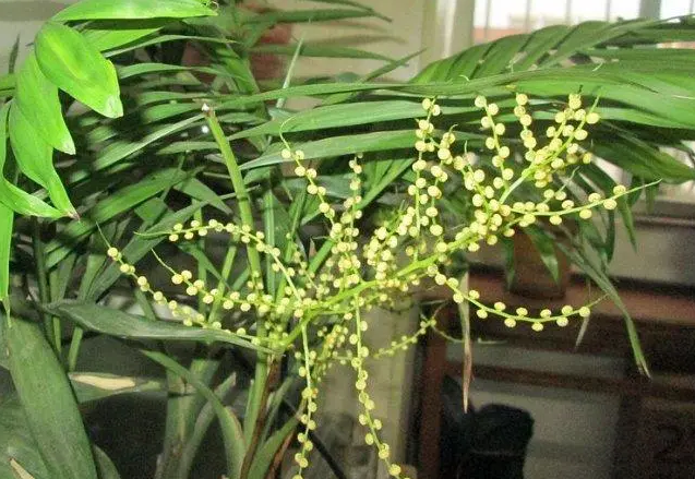 袖珍椰子开花后怎样处理