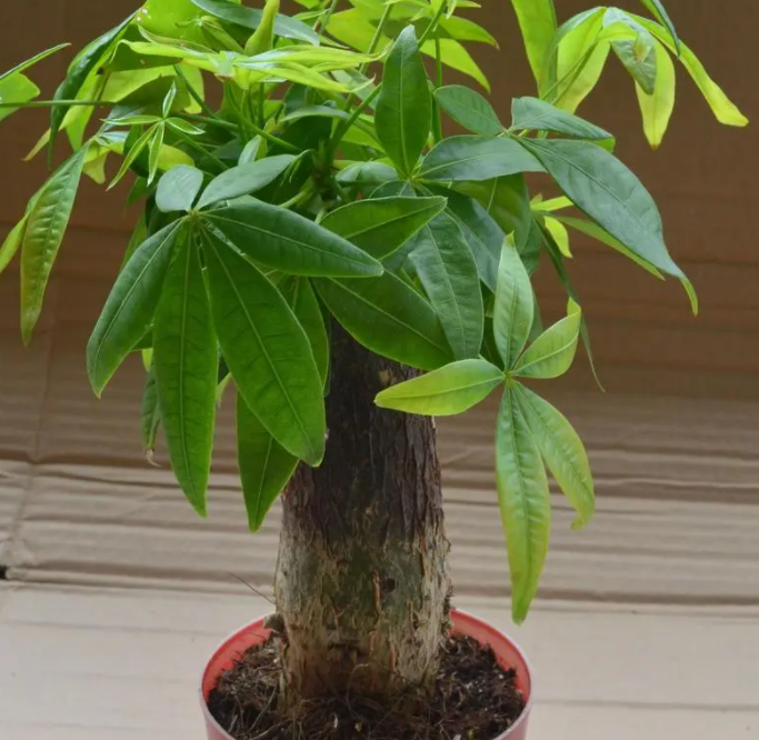 哪种发财树最好养