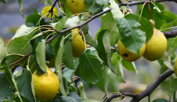 梨树如何生长快