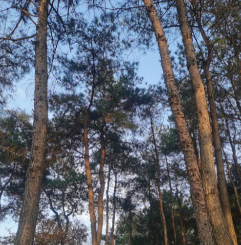 什么树不结果实