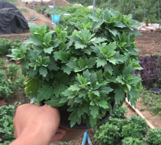 菊花苗发蔫怎么办