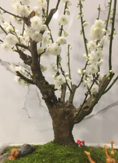 白梅花盆景的养殖方法