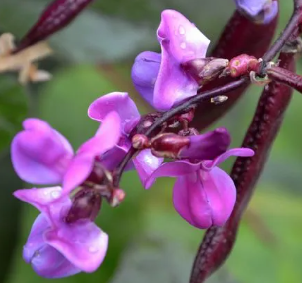 扁豆开花期该怎么管理