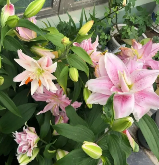 九月份可以种百合花吗