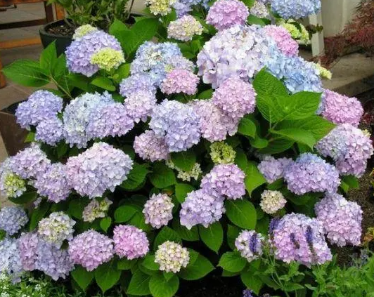 大花绣球3月施什么肥