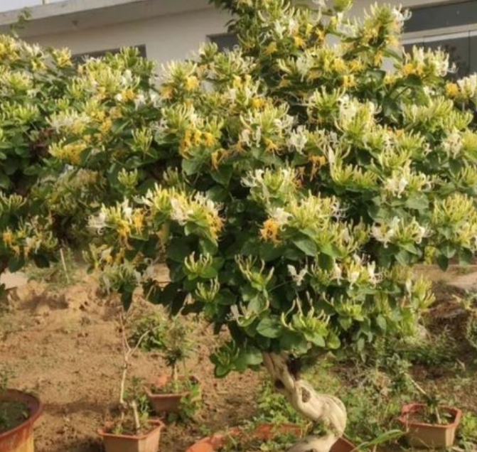 金银花老桩容易养活吗