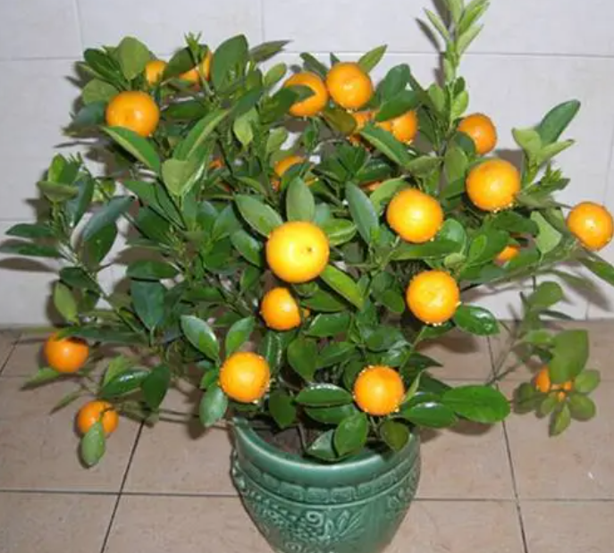 小金桔树的养殖方法和注意事项