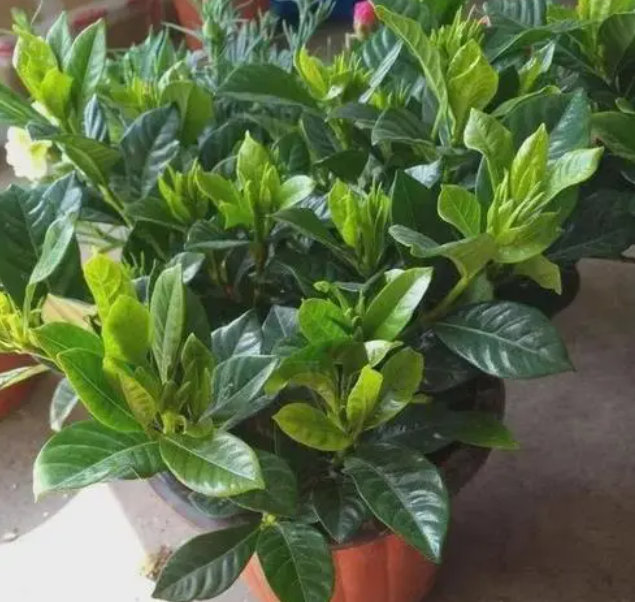 栀子花肥大了怎么办