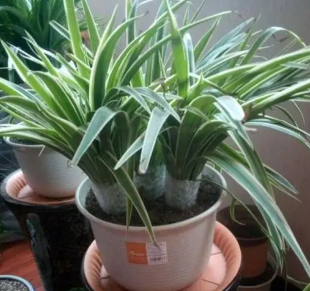 吊兰上什么花肥比较好