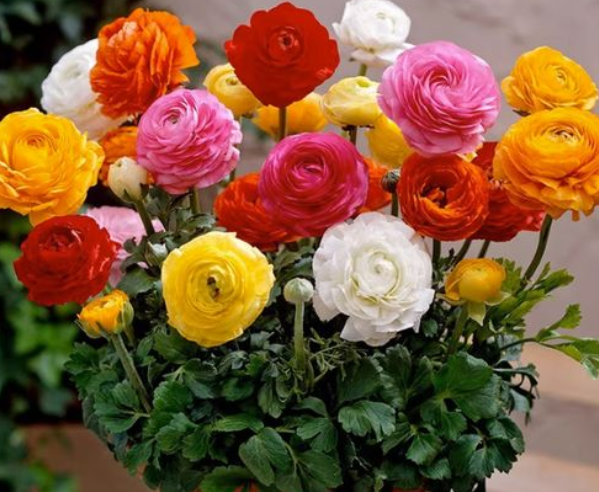 毛茛花种植时间和方法